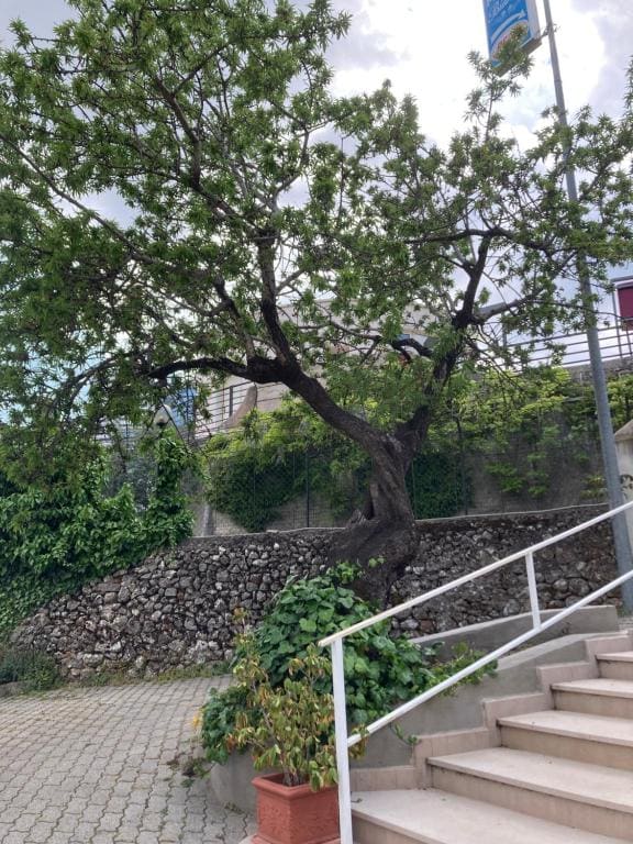 Albergo pensione Bianco - View 7