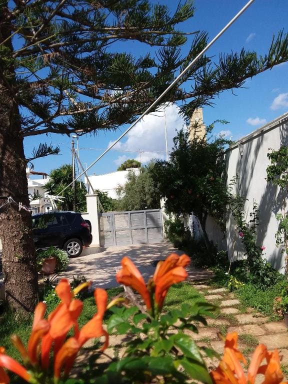 Araucaria - View 3