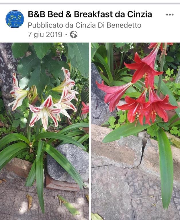 B&B da Cinzia - View 5