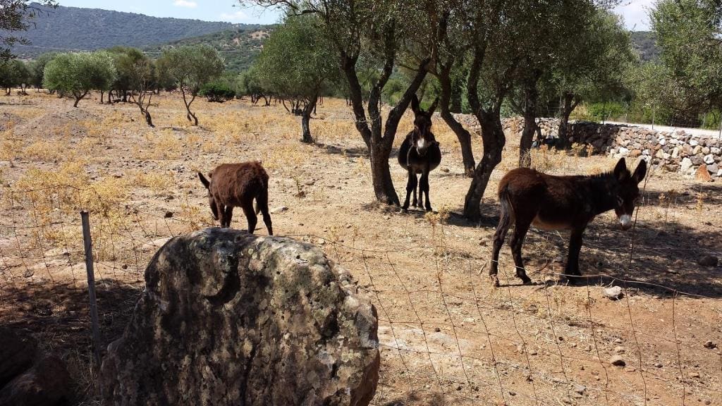 Agriturismo Pira Pinta - 图片 7