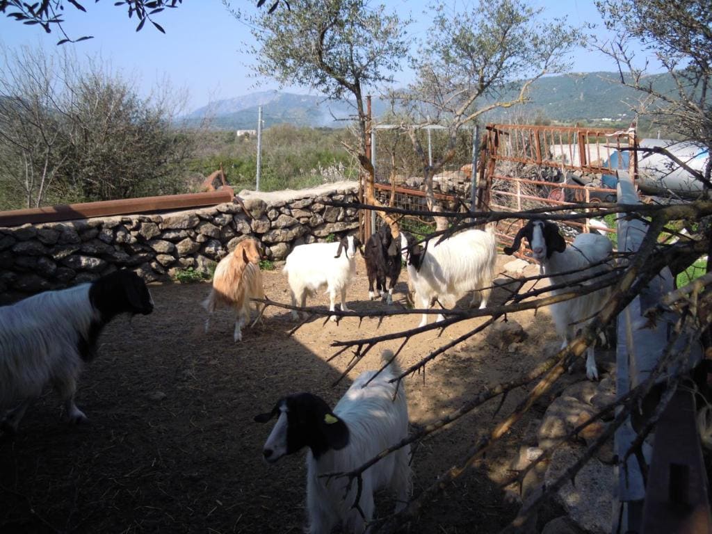 Agriturismo Pira Pinta - 图片 6