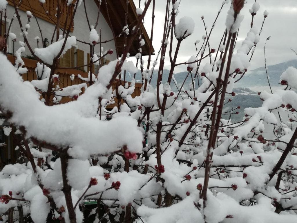 B&B Brunnerhof - View 4