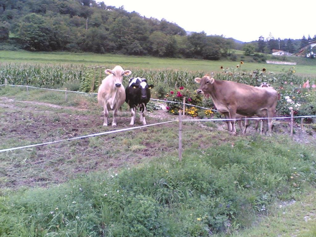 B&B Brunnerhof - View 2
