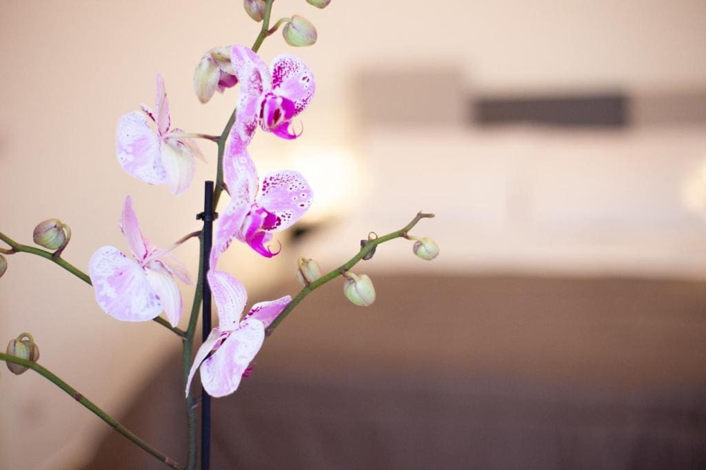 CasaPaola b&b Rooms - मुख्य व्यू