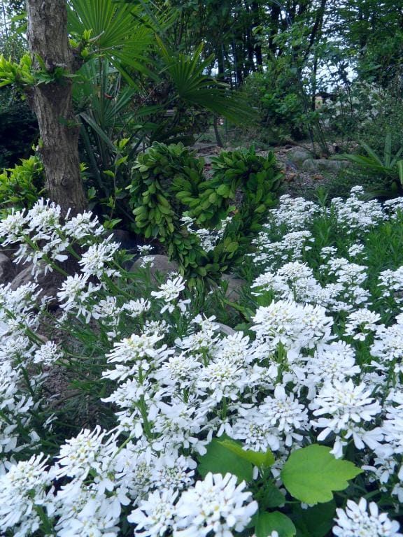 Cuore Verde - View 6