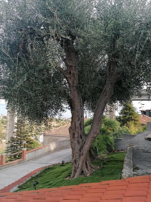 La casa di Trilly - Main view