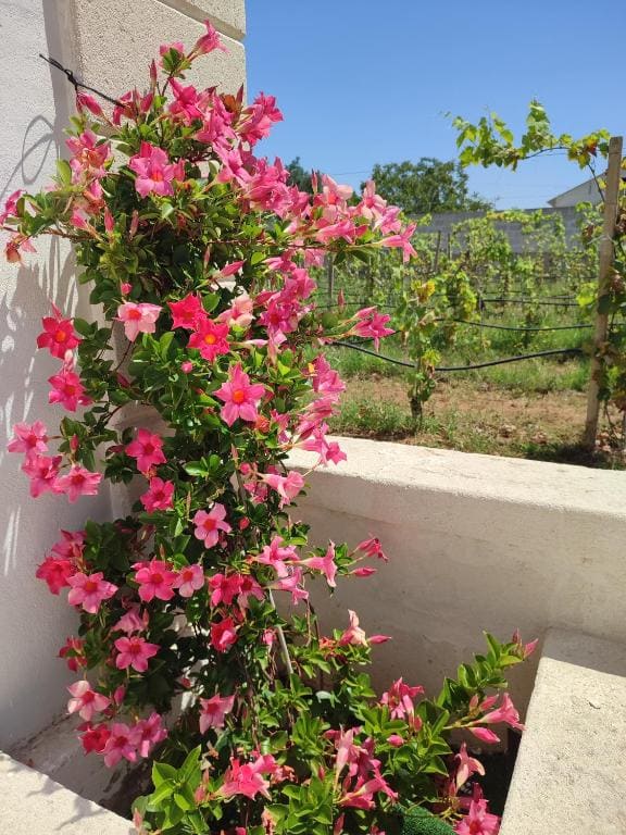 Le Anfore del Salento Bed and Breakfast - View 2
