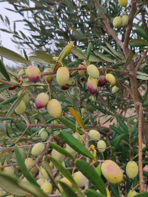 Le Anfore del Salento Bed and Breakfast - View 6