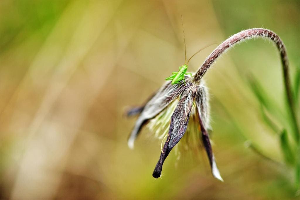 Planatscherhof - Weergave 4