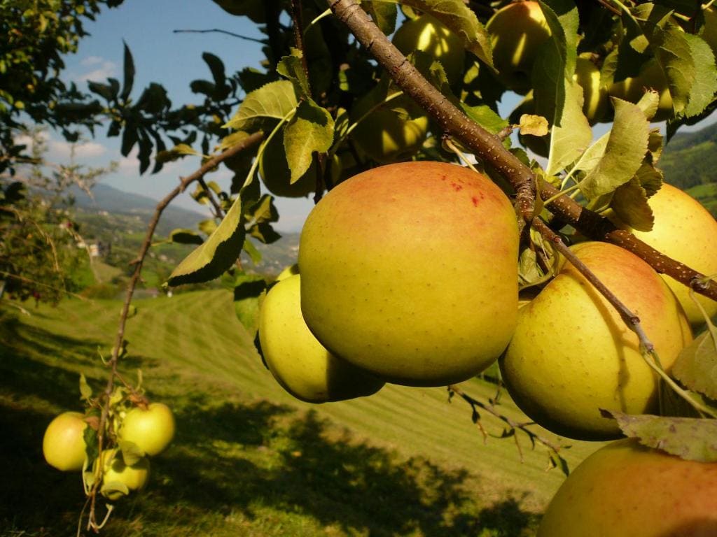 Planatscherhof - Weergave 6