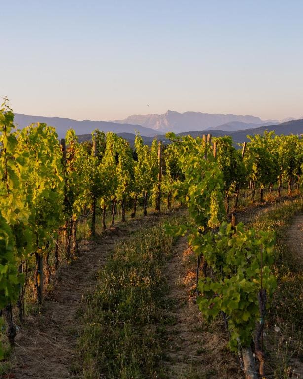 Tenuta Perusini - View 4