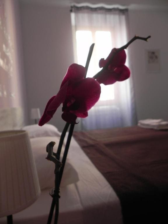 Vica Pota - View 5