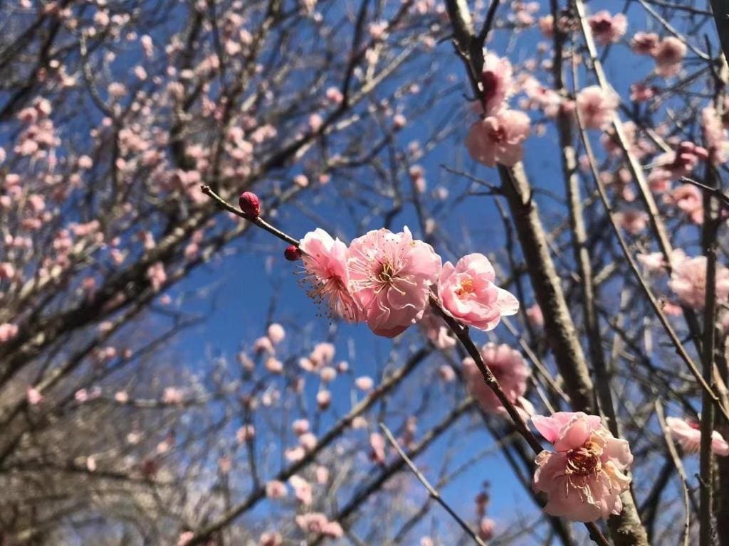 雅竹Miyabitake - Vista 2