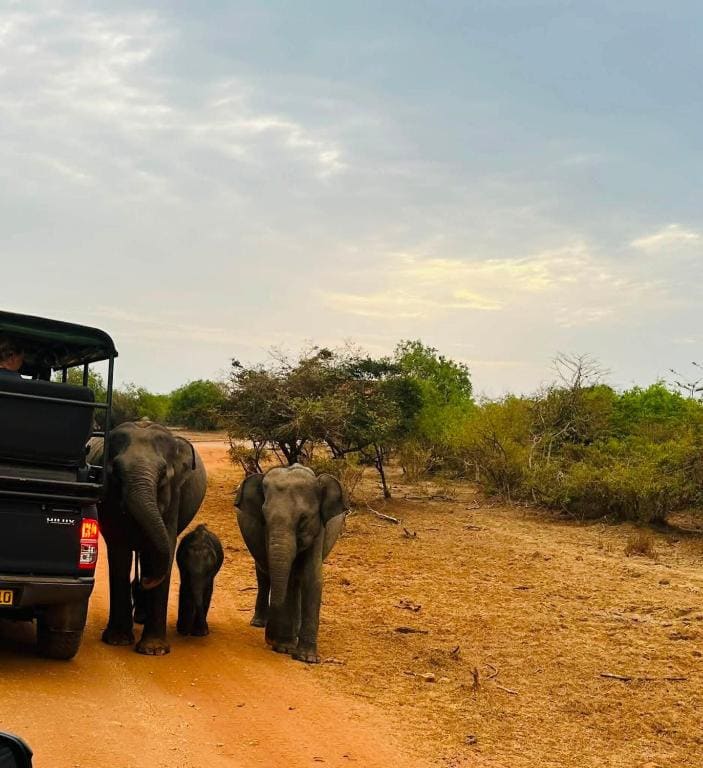 Ivory Safari Lodge - View 3
