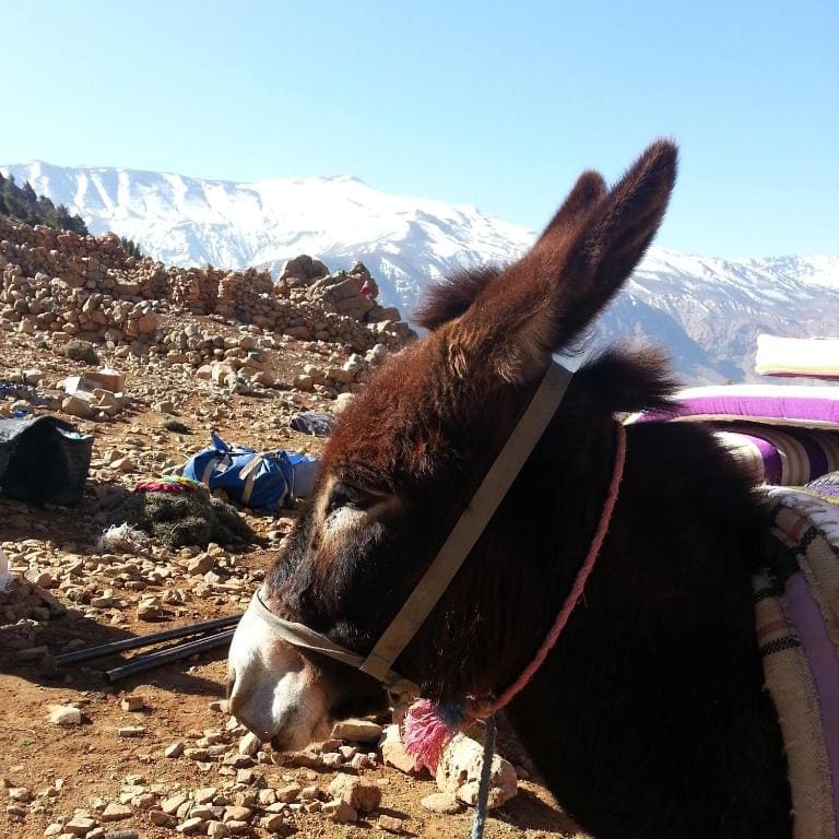 Alliance Berbère - Vallée d'Aït Bouguemez - Foto 7