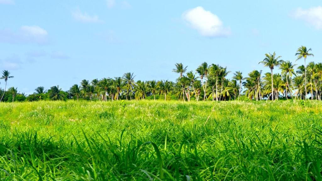 Holiday Cottage Thoddoo, Maldives - عرض 3