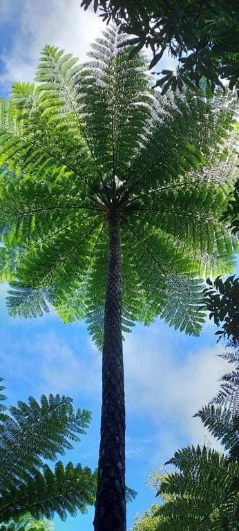 Oasis de Tendéa - Bali à Farino - عرض 5