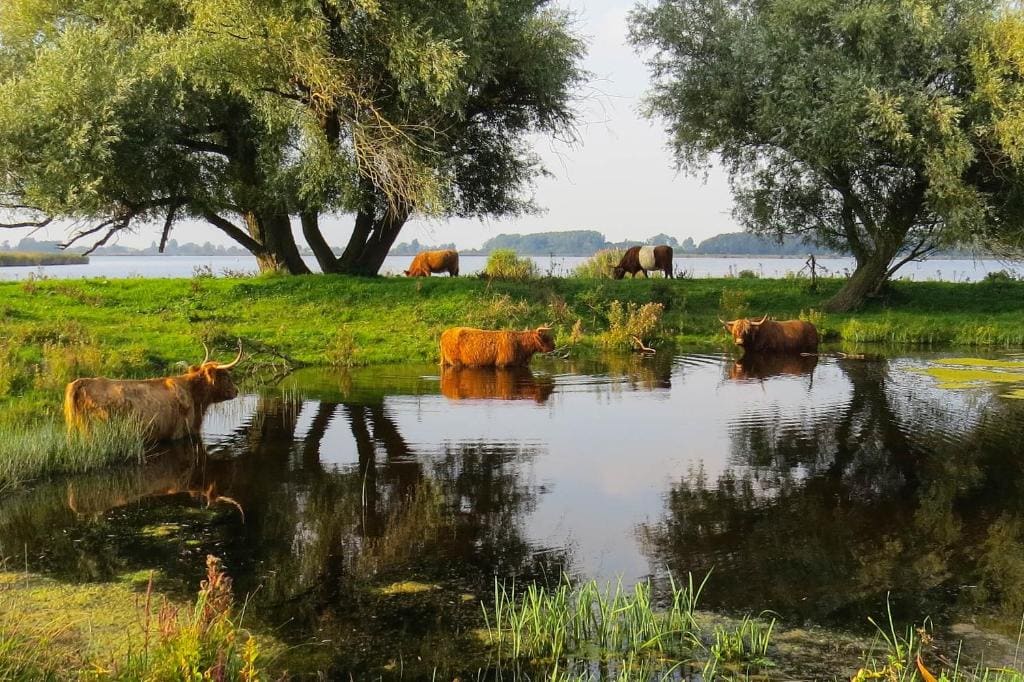 Het Zwanennest - View 2