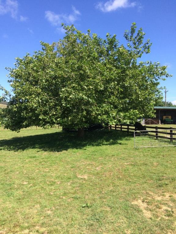 Hunua Ranges - Vista 4