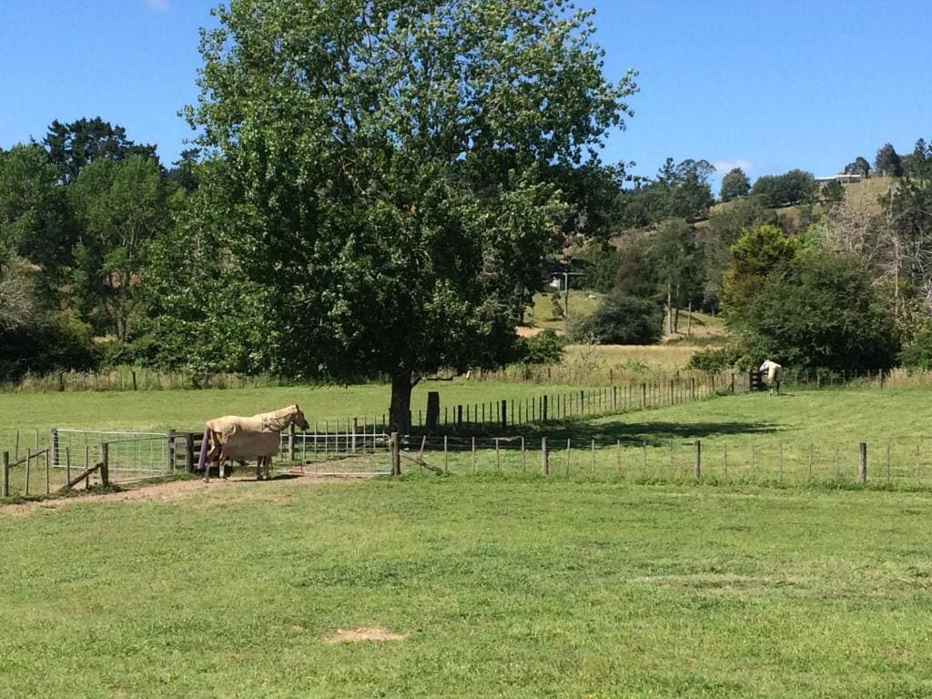 Hunua Ranges - Vista 2