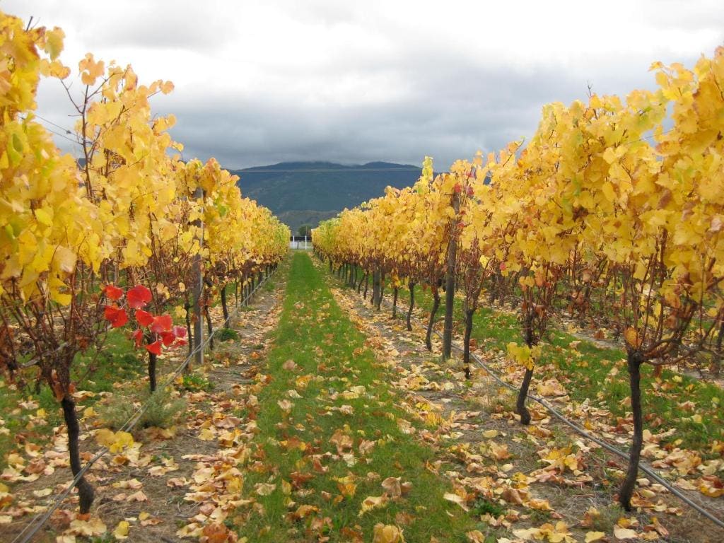Korohi Vineyard BnB - View 6
