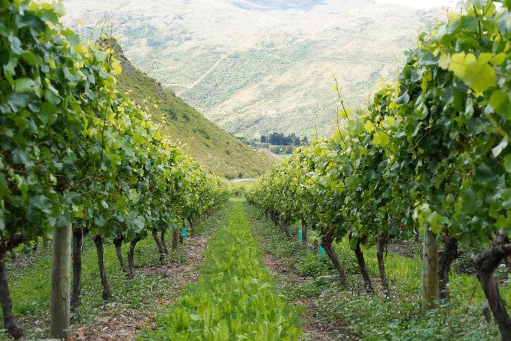 Mt Rosa Lodge Boutique Vineyard Accommodation - View 6