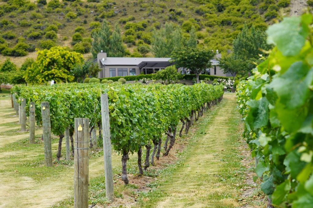 Mt Rosa Lodge Boutique Vineyard Accommodation - View 5