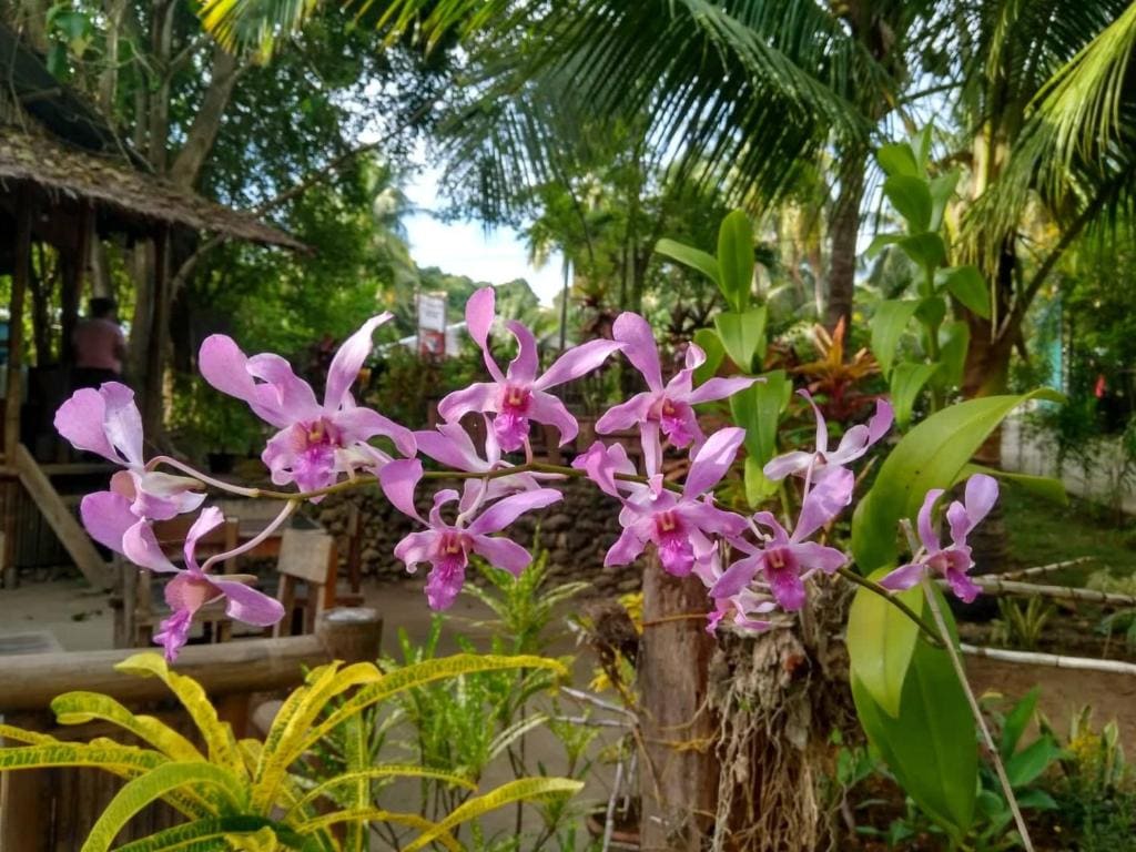Tori's Backpacker's Paradise - View 7