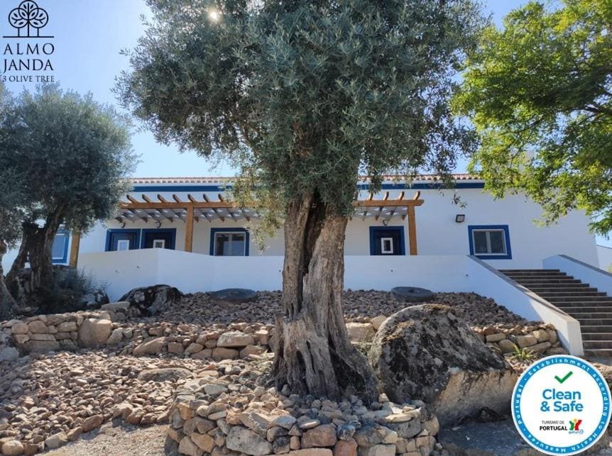 Almojanda 3 olive tree - Main view