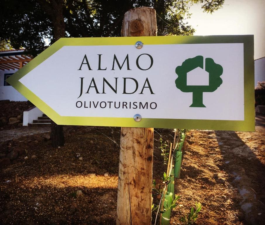 Almojanda 3 olive tree - View 5