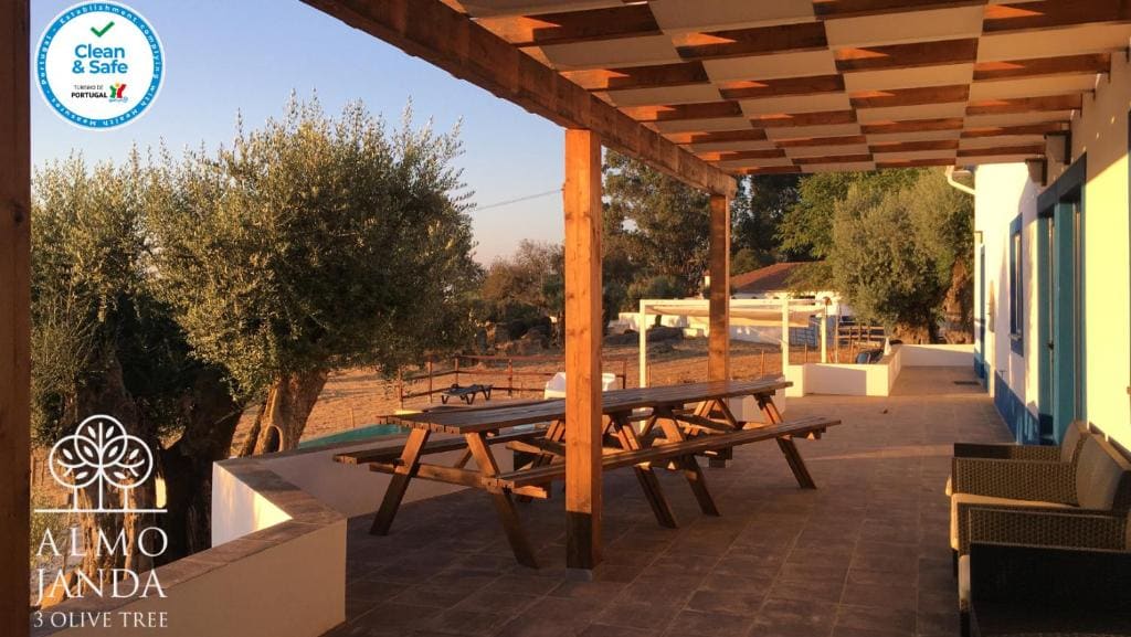 Almojanda 3 olive tree - View 3