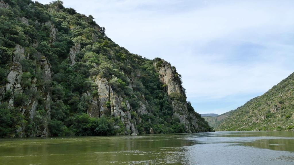 Coração d'Ouro - عرض 2