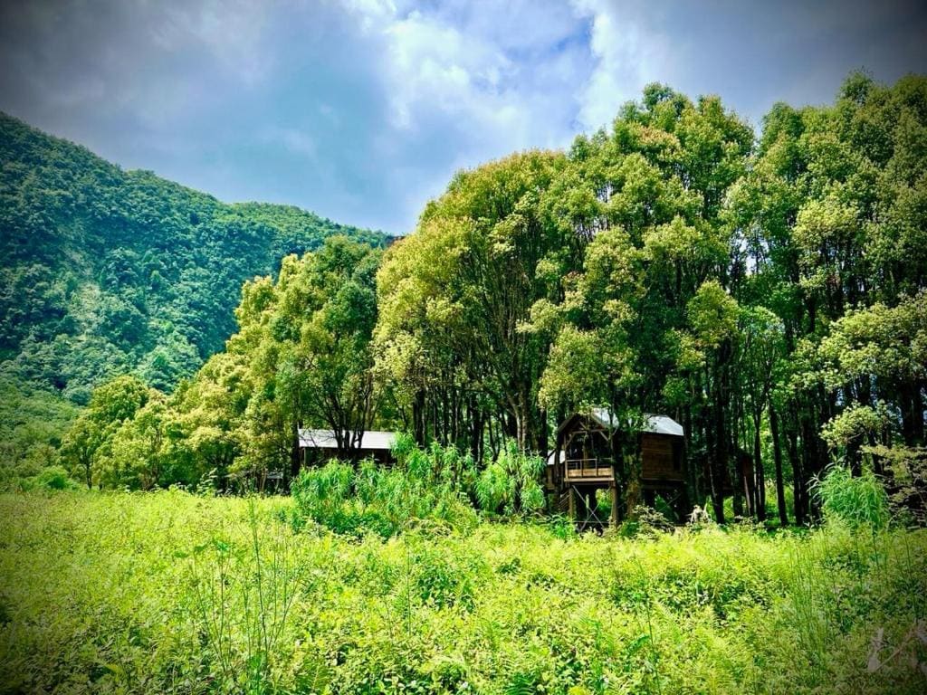 Kanopea Forest Lodge - Main view