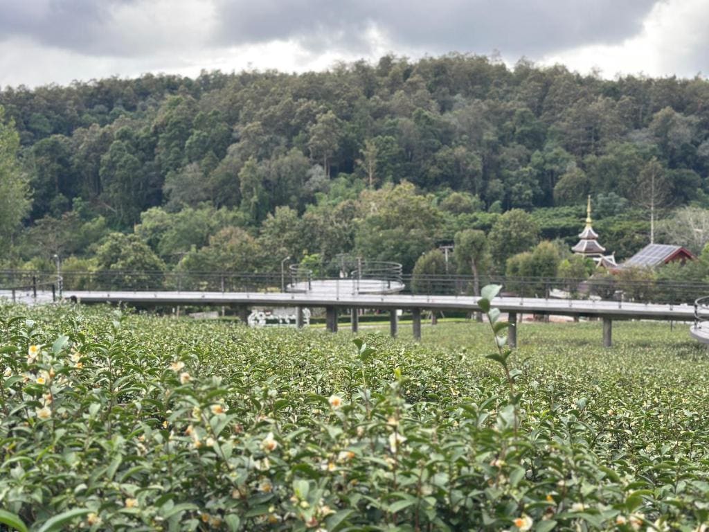 PASSA ผัสสะ Tea Plantation @Mae On - View 3