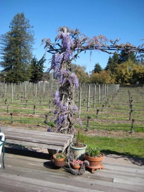Pearlessence Vineyard Inn - View 4