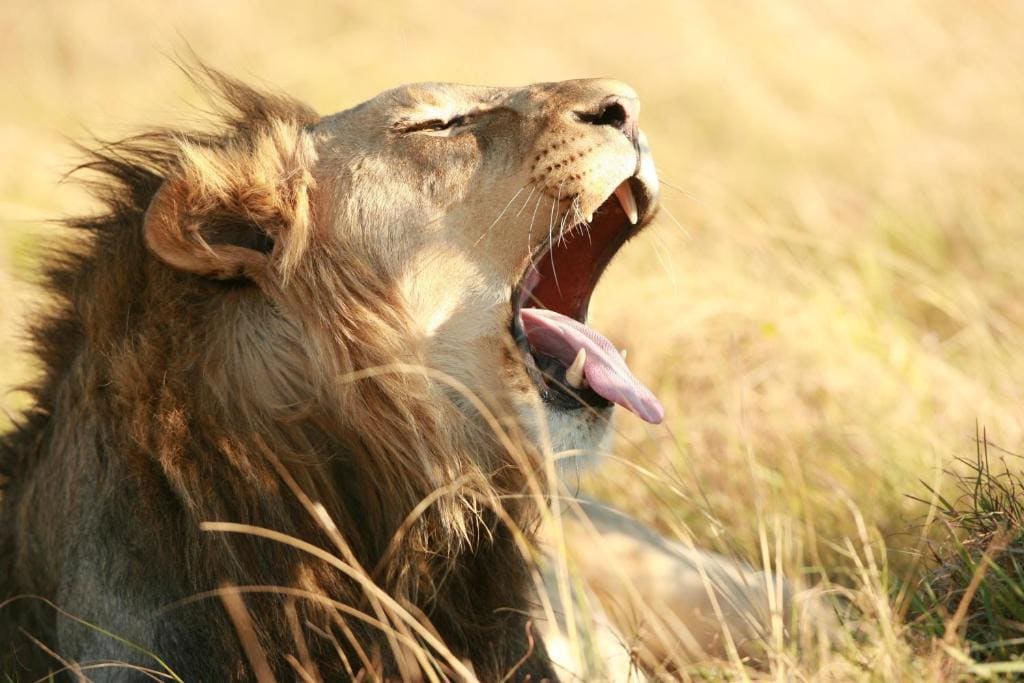 Lalibela Wildlife Reserve - Mark's Camp Family Lodge - View 7