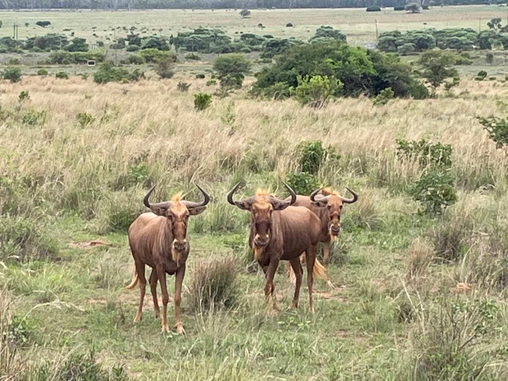 Moletani Game Ranch - View 5