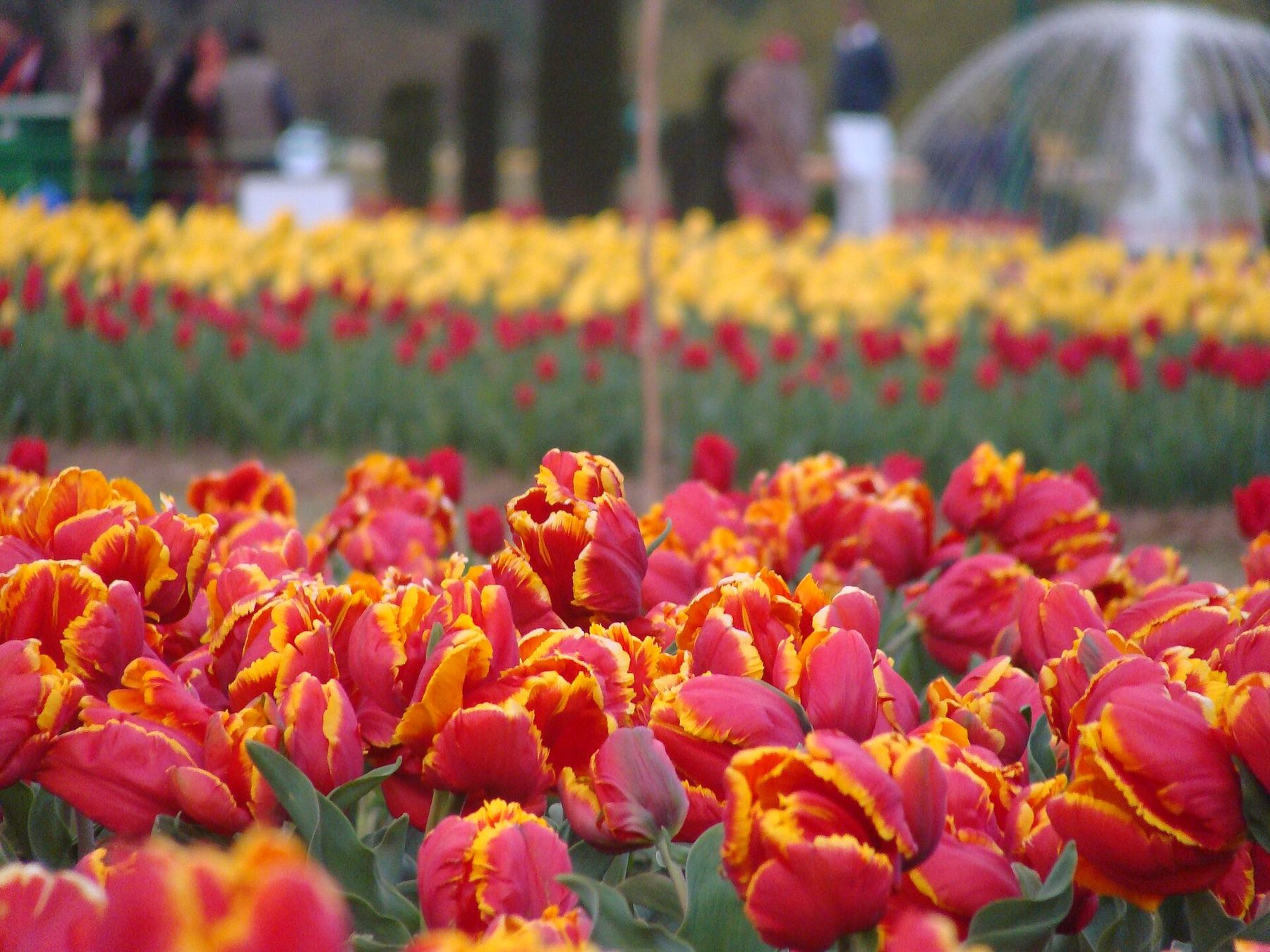 إطلالة على Srinagar