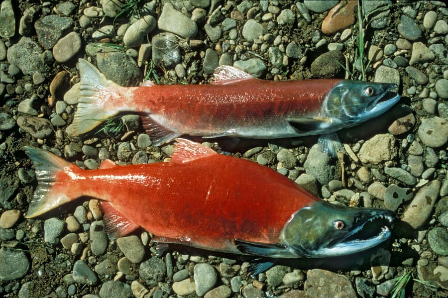 Freshly caught wild salmon and local craft beer dominate Anchorage dining tables.