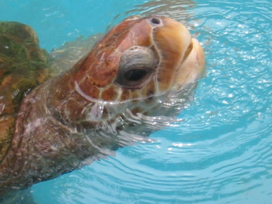 Oceanário de Aracaju