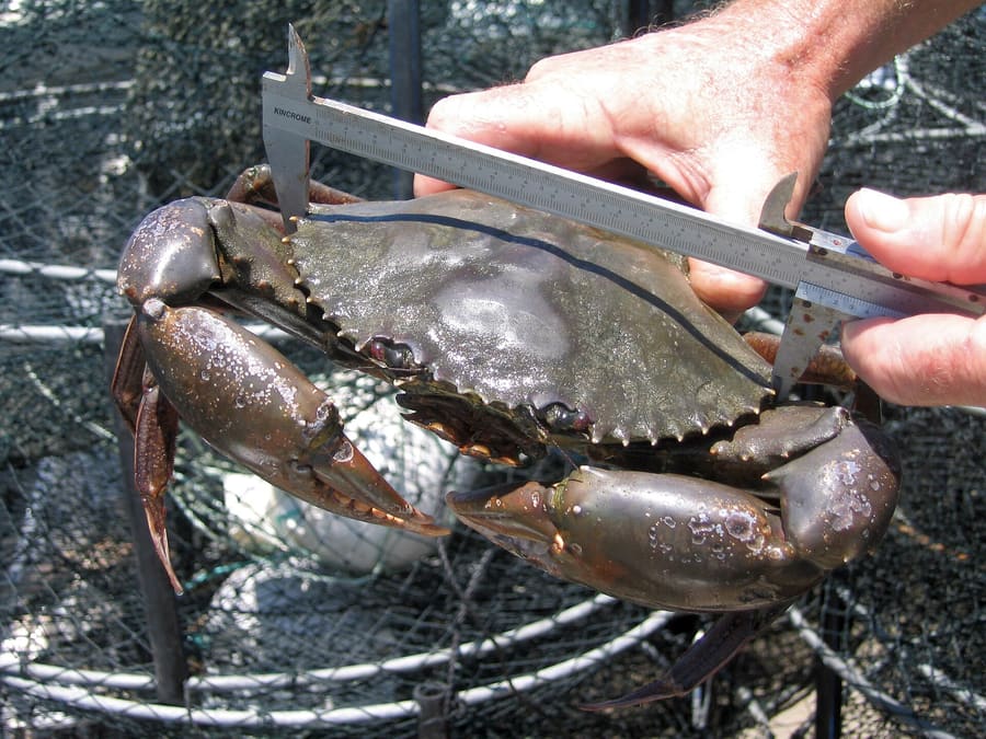 Waterfront restaurants in Balikpapan serve locally harvested mangrove crab cooked in sweet pepper sauce.
