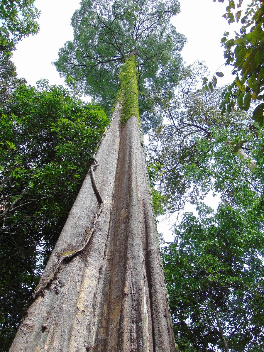 Kebun Raya Balikpapan