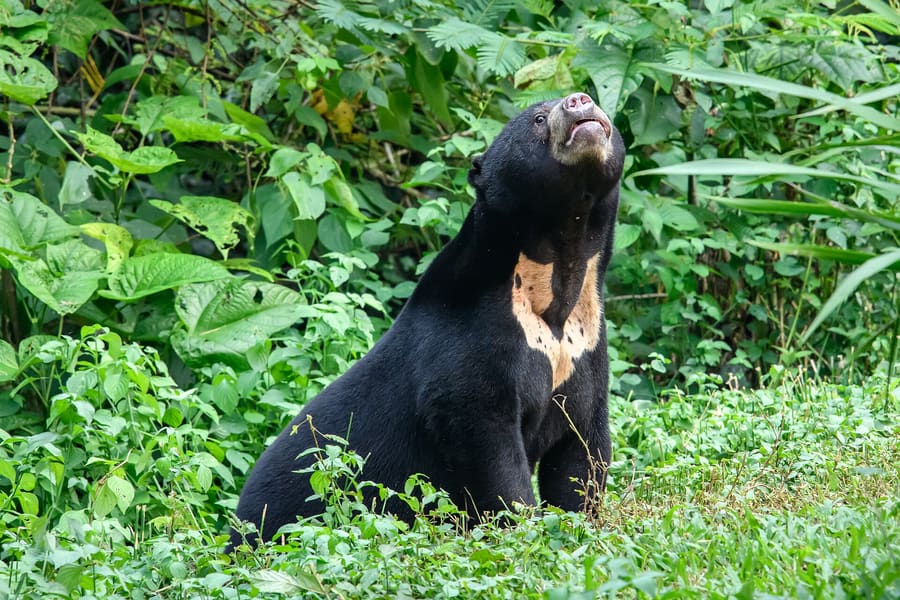 KWPLH Sun Bear Sanctuary