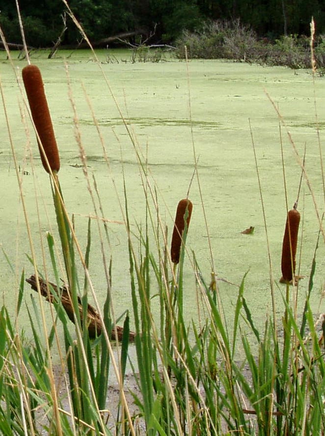 Cattail Marsh Scenic Wetlands