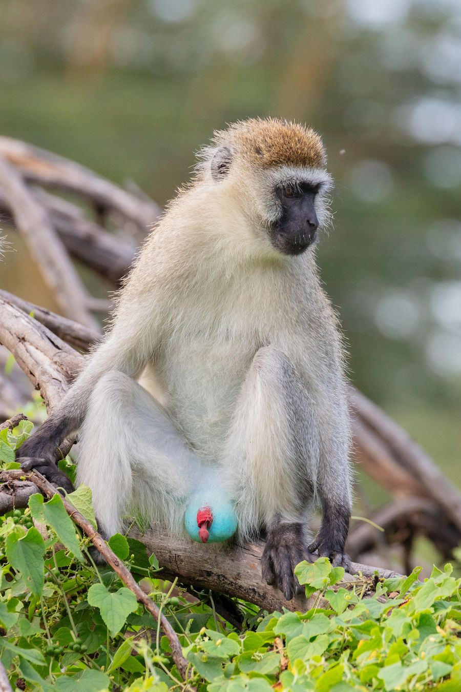 Bambelela Wildlife Care