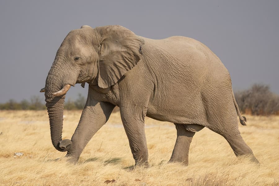 Mabalingwe Nature Reserve