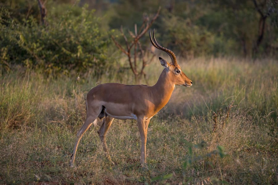 Sondela Nature Reserve