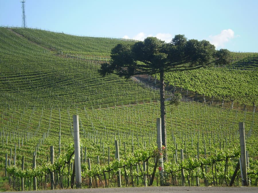 Vale dos Vinhedos