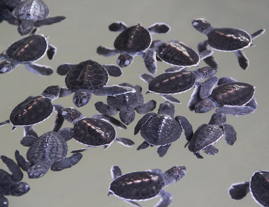 Kosgoda Sea Turtle Hatchery