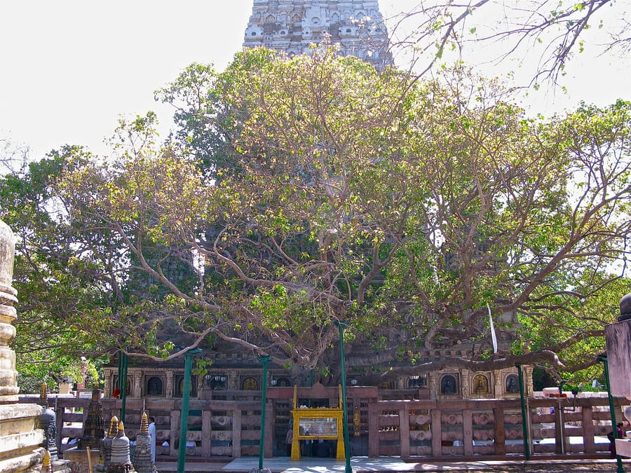 Bodhi Tree